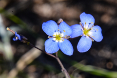 Heliophila macowaniana