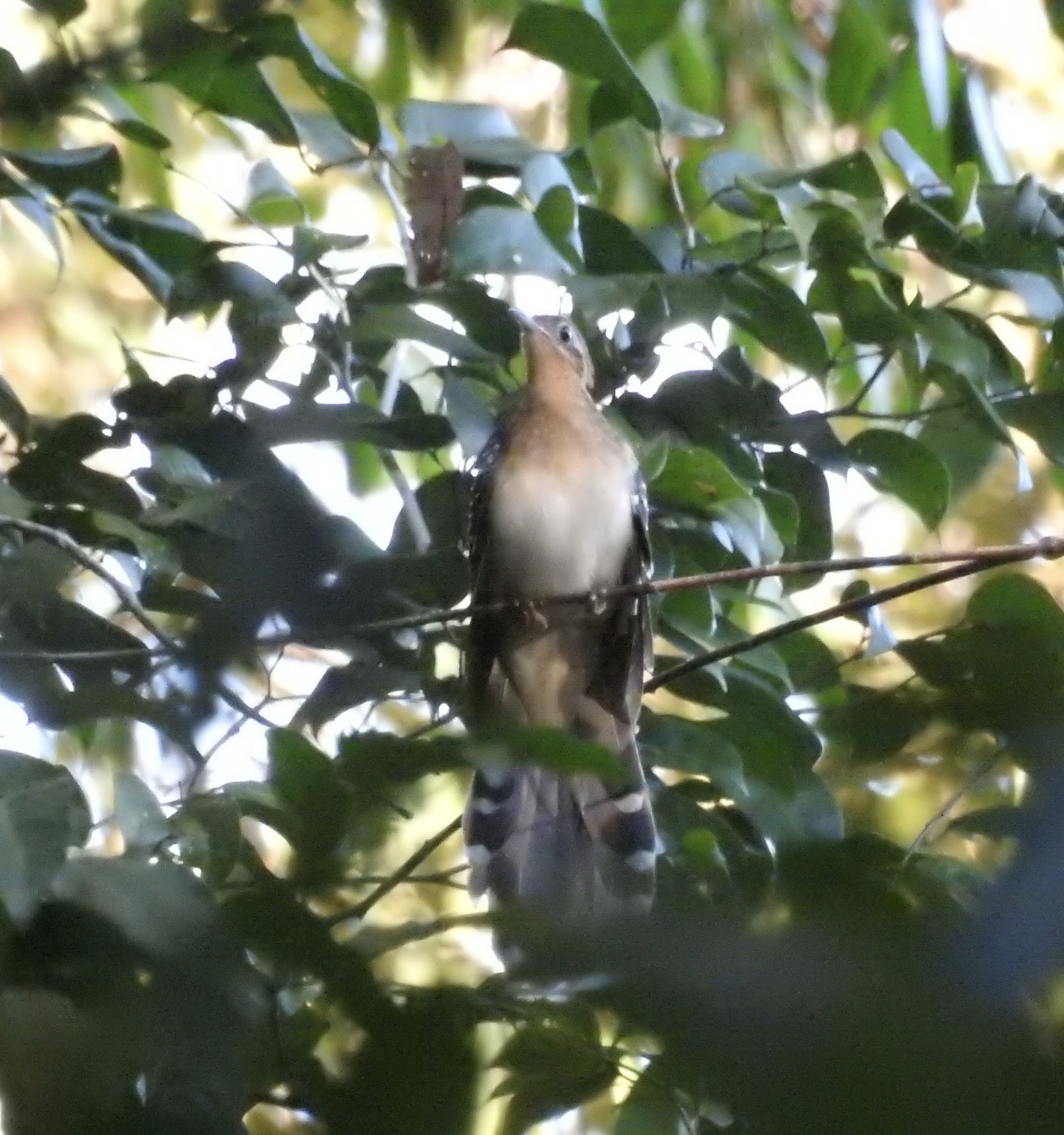Pavonine Cuckoo (Dromococcyx pavoninus), photo 7