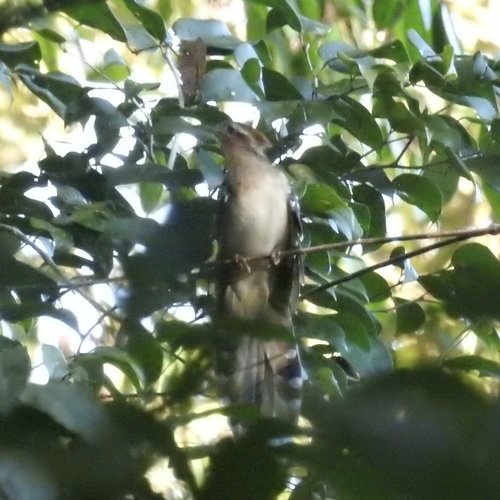 Pavonine Cuckoo (Dromococcyx pavoninus), photo 4