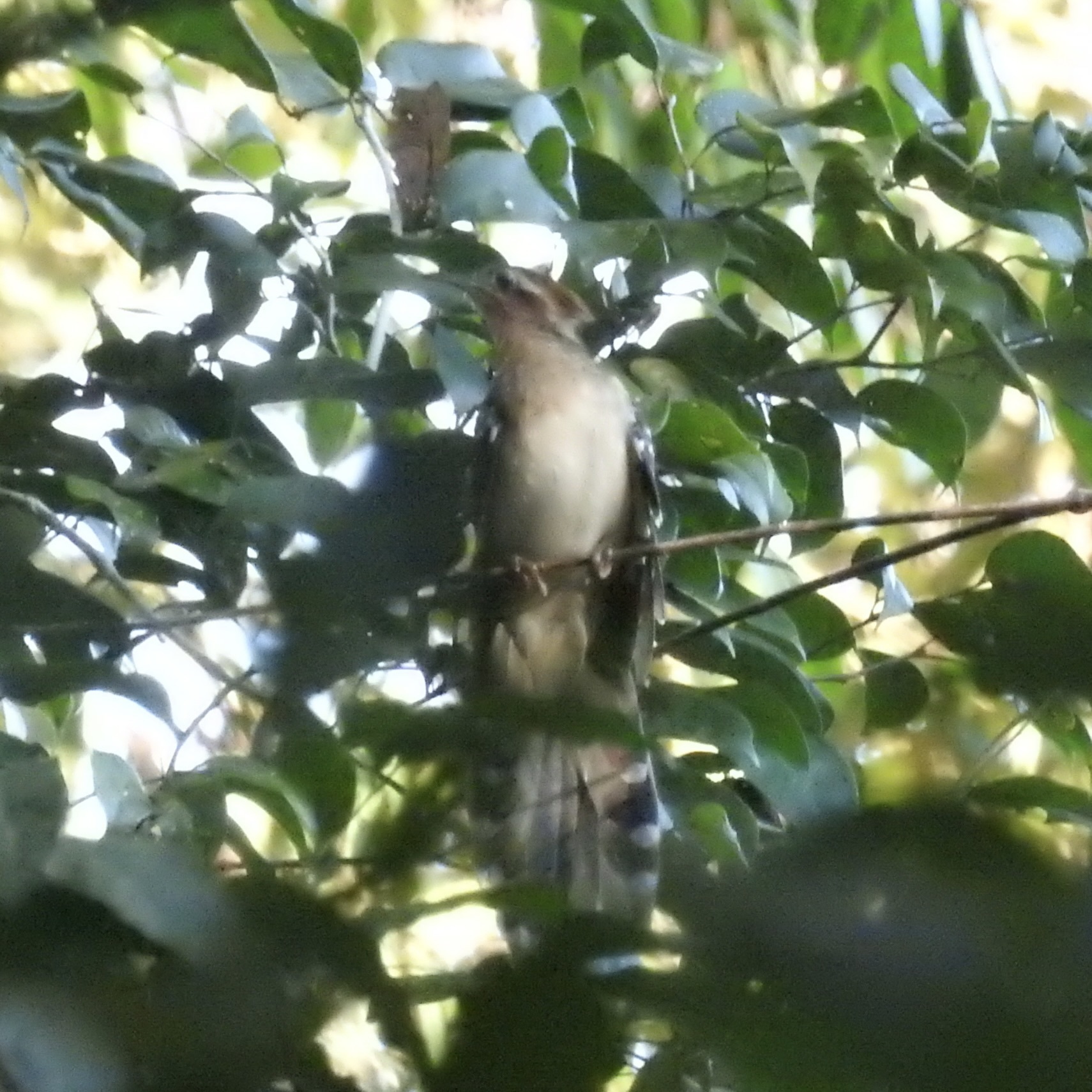 Pavonine Cuckoo (Dromococcyx pavoninus), photo 8