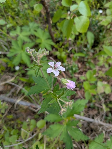 wood crane's-bill
