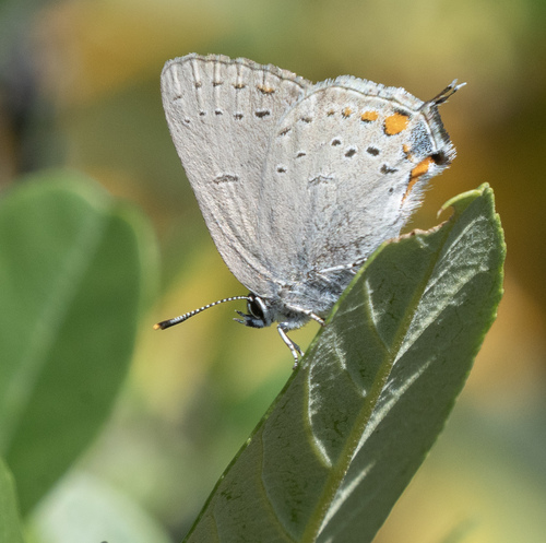 iNaturalist observation photo of California Hairstreak
