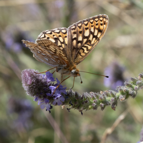 iNaturalist observation photo of Comstock's Fritillary