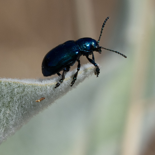iNaturalist observation photo of Cobalt Milkweed Beetle