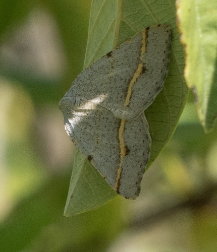 iNaturalist observation photo of Dark-bordered Granite