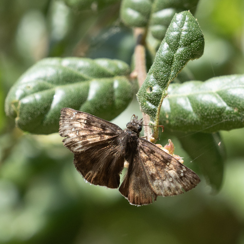 iNaturalist observation photo of Mournful Duskywing
