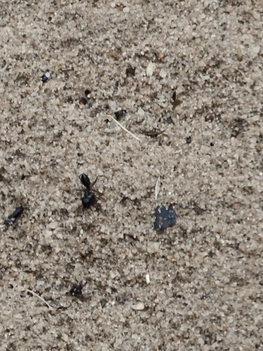 Photo of Indian Black Ant (Camponotus compressus)