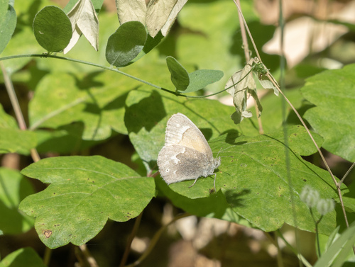 iNaturalist observation photo of Common Ringlet