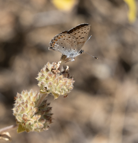 iNaturalist observation photo of Gorgon Copper