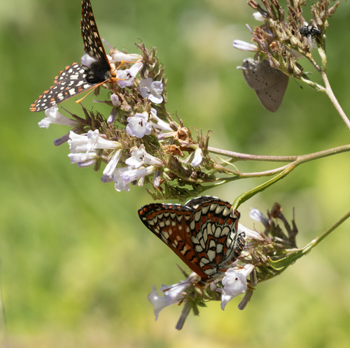 iNaturalist observation photo of Variable Checkerspot