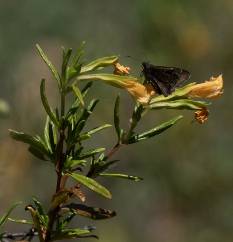 iNaturalist observation photo of Northern Cloudywing