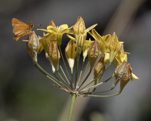 iNaturalist observation photo of Rural Skipper