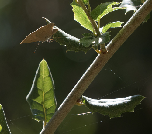 iNaturalist observation photo of Gold-hunter's Hairstreak