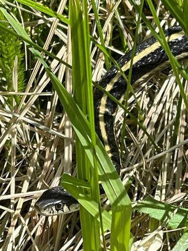 iNaturalist observation photo of Western Terrestrial Garter Snake