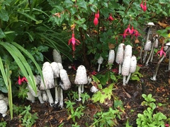 Coprinus comatus