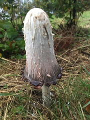 Coprinus comatus
