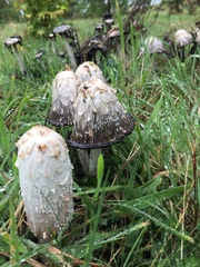 Coprinus comatus