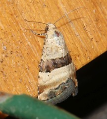 Pseudozarba bipartita