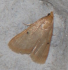 Maradana fuscolimbalis