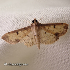 Herpetogramma cynaralis