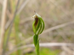 Pterostylis clivosa