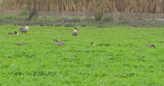 Branta hutchinsii leucopareia