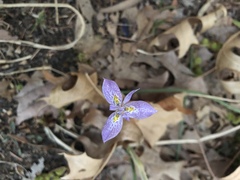 Moraea simulans