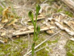 Pterostylis clivosa