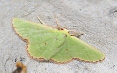 Eucrostes indigenata