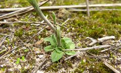 Pterostylis clivosa
