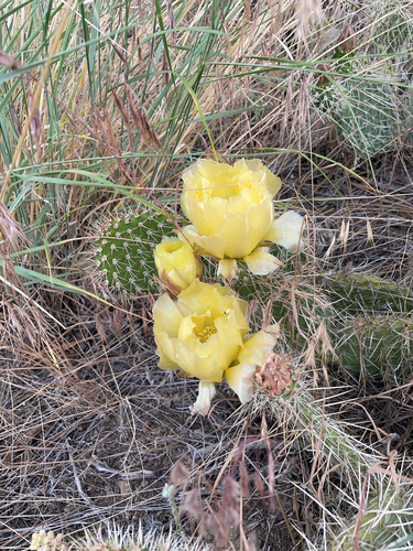 iNaturalist observation 2025-06-20