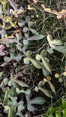 Aristolochia albida (Aristolochia albida)