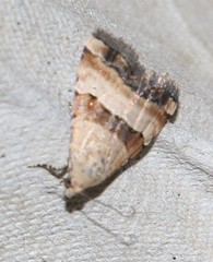 Pseudozarba bipartita