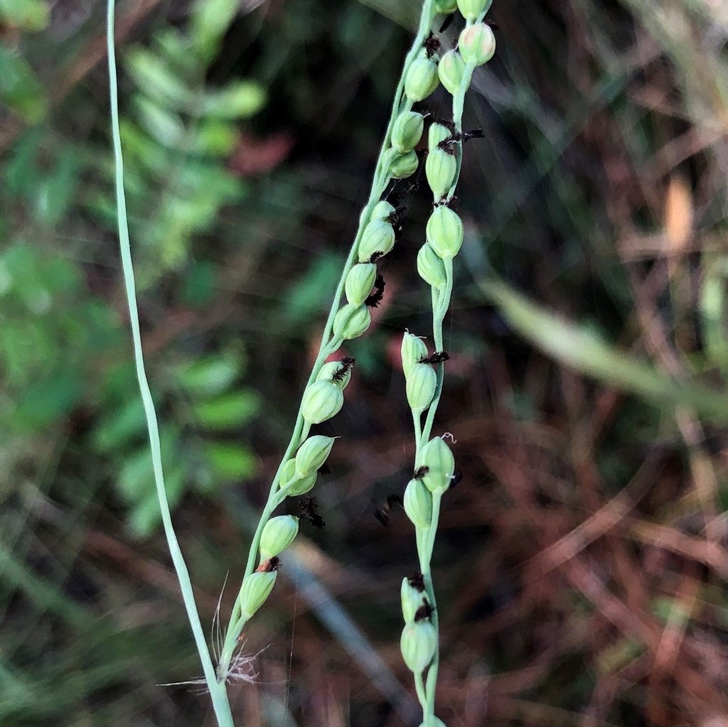 Pitchfork Paspalum