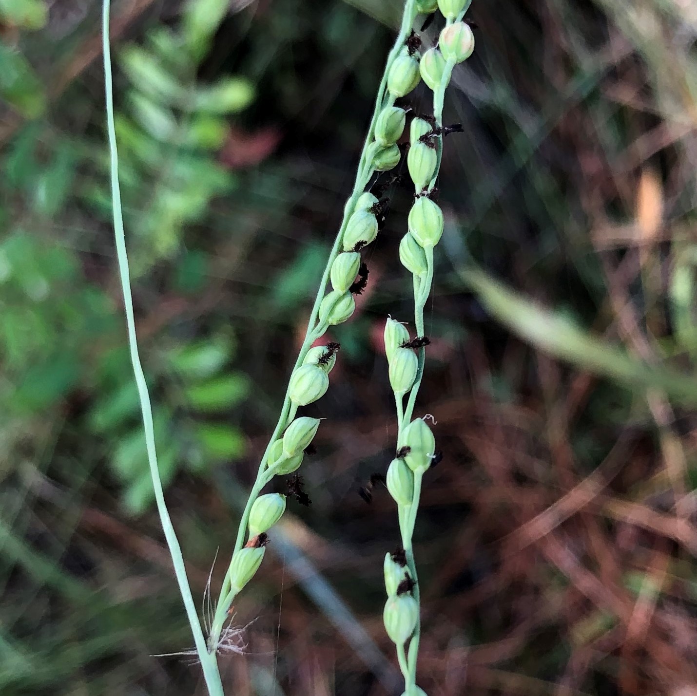 Paspalum bifidum