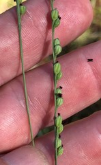 Paspalum bifidum