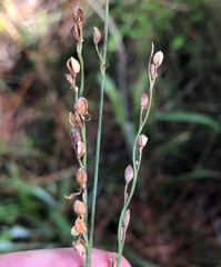 Paspalum bifidum