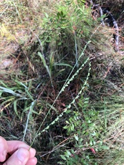 Paspalum bifidum