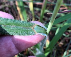Paspalum bifidum