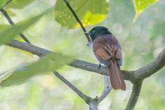 Terpsiphone atrocaudata