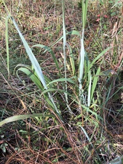 Paspalum bifidum