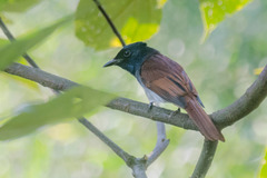 Terpsiphone atrocaudata