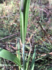 Paspalum bifidum