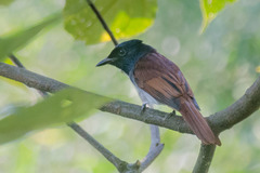 Terpsiphone atrocaudata