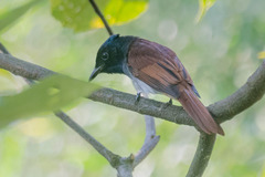 Terpsiphone atrocaudata