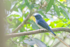 Cyornis hainanus