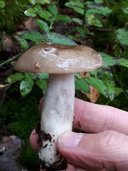 Russula consobrina