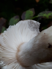 Russula consobrina