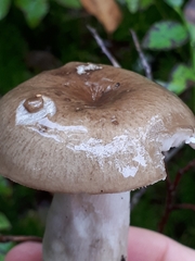 Russula consobrina