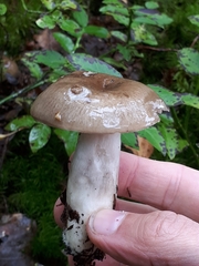 Russula consobrina